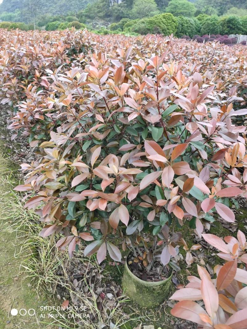 红叶石楠自己家种的欢迎商谈
