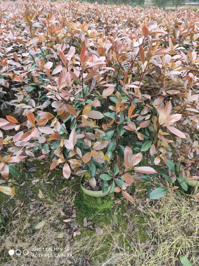 红叶石楠自己家种的欢迎商谈