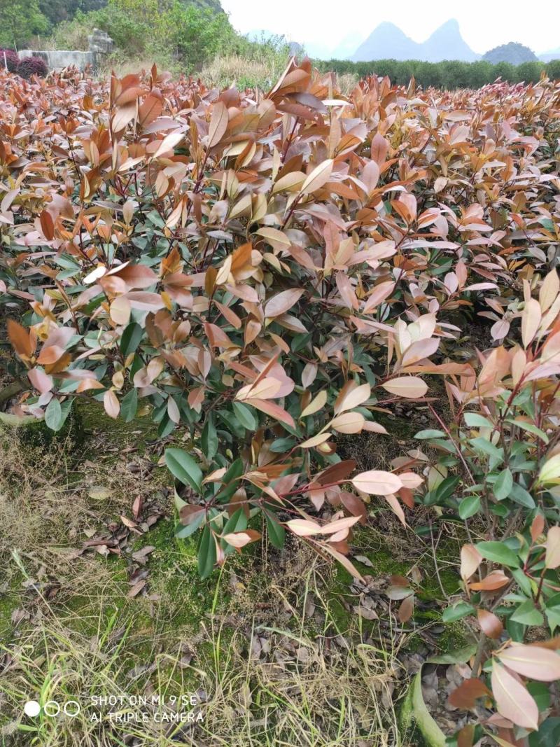 红叶石楠自己家种的欢迎商谈