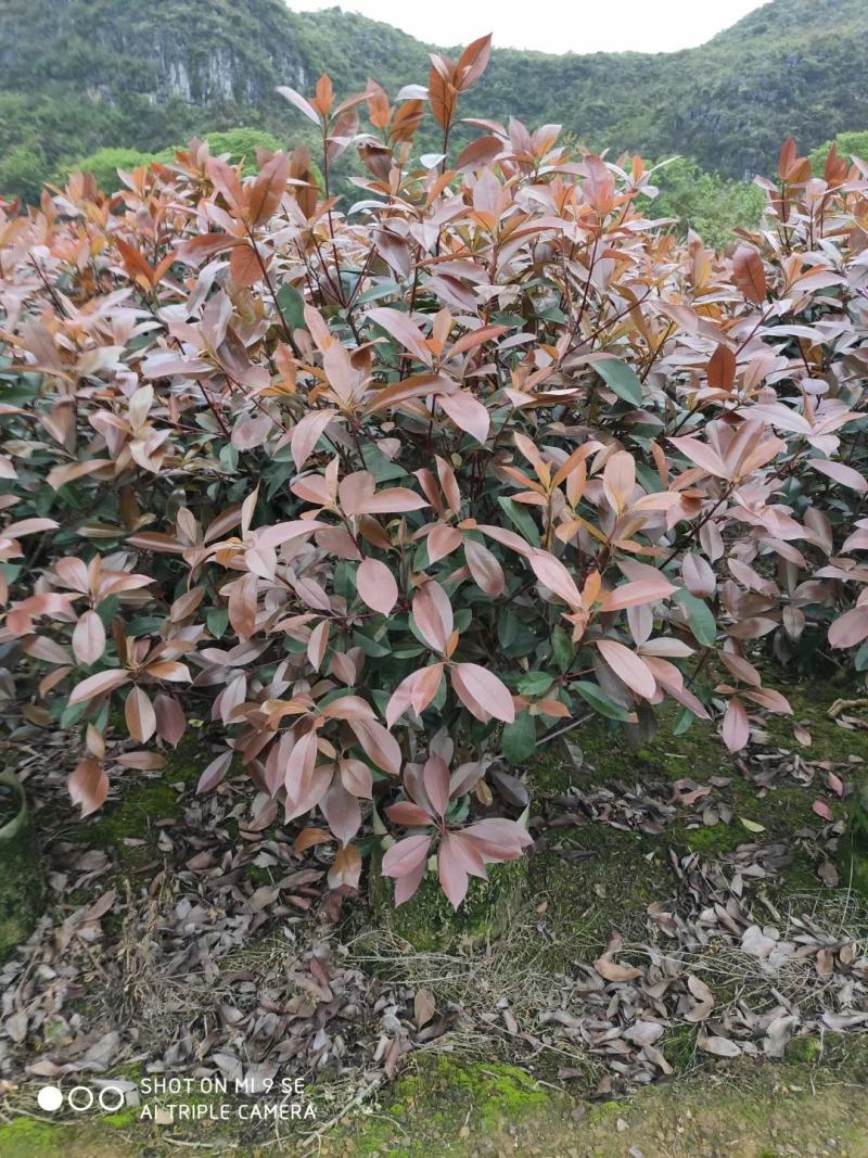 红叶石楠自己家种的欢迎商谈