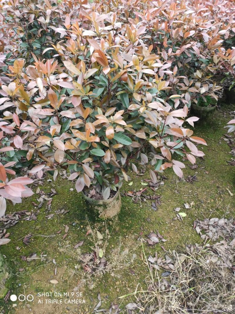红叶石楠自己家种的欢迎商谈