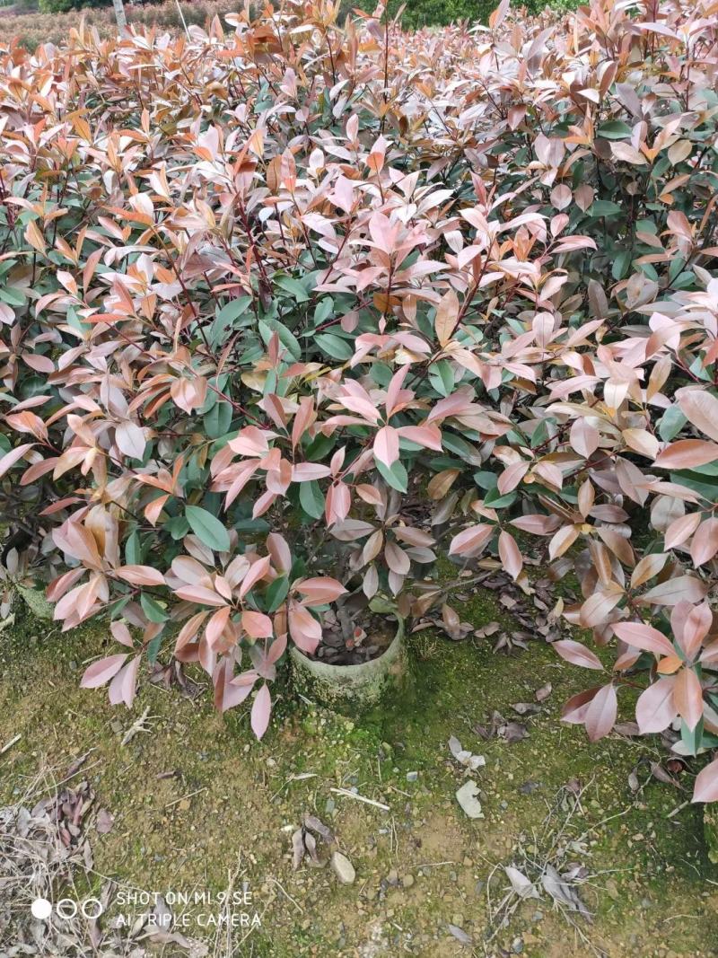 红叶石楠自己家种的欢迎商谈