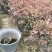 红叶石楠自己家种的欢迎商谈