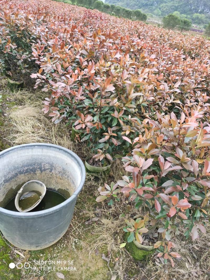 红叶石楠自己家种的欢迎商谈