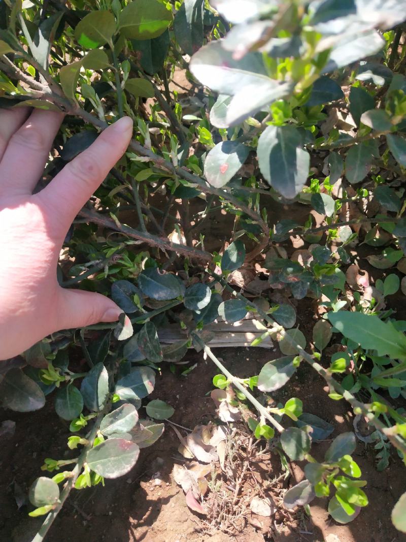 自己苗圃直立扶芳藤根系发达三分枝，不赤腿