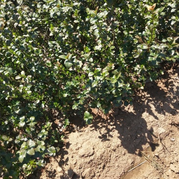 自己苗圃直立扶芳藤根系发达三分枝，不赤腿