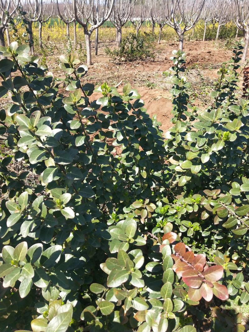 自己苗圃直立扶芳藤根系发达三分枝，不赤腿