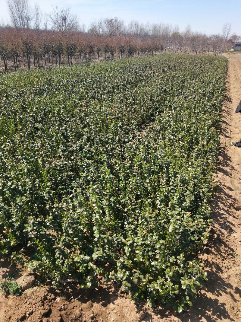 自己苗圃直立扶芳藤根系发达三分枝，不赤腿