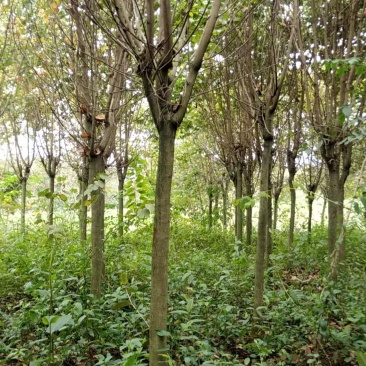 宫粉紫荆800条10/13公分出售