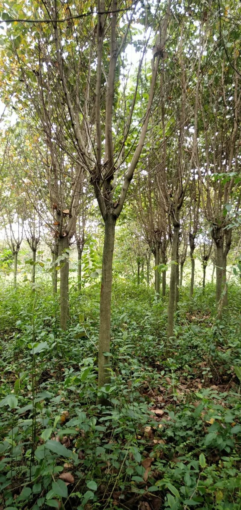 宫粉紫荆800条10/13公分出售