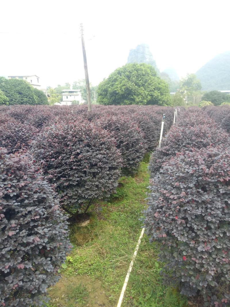 红继木精品球欢迎老板商谈