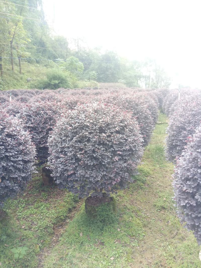 红继木精品球欢迎老板商谈