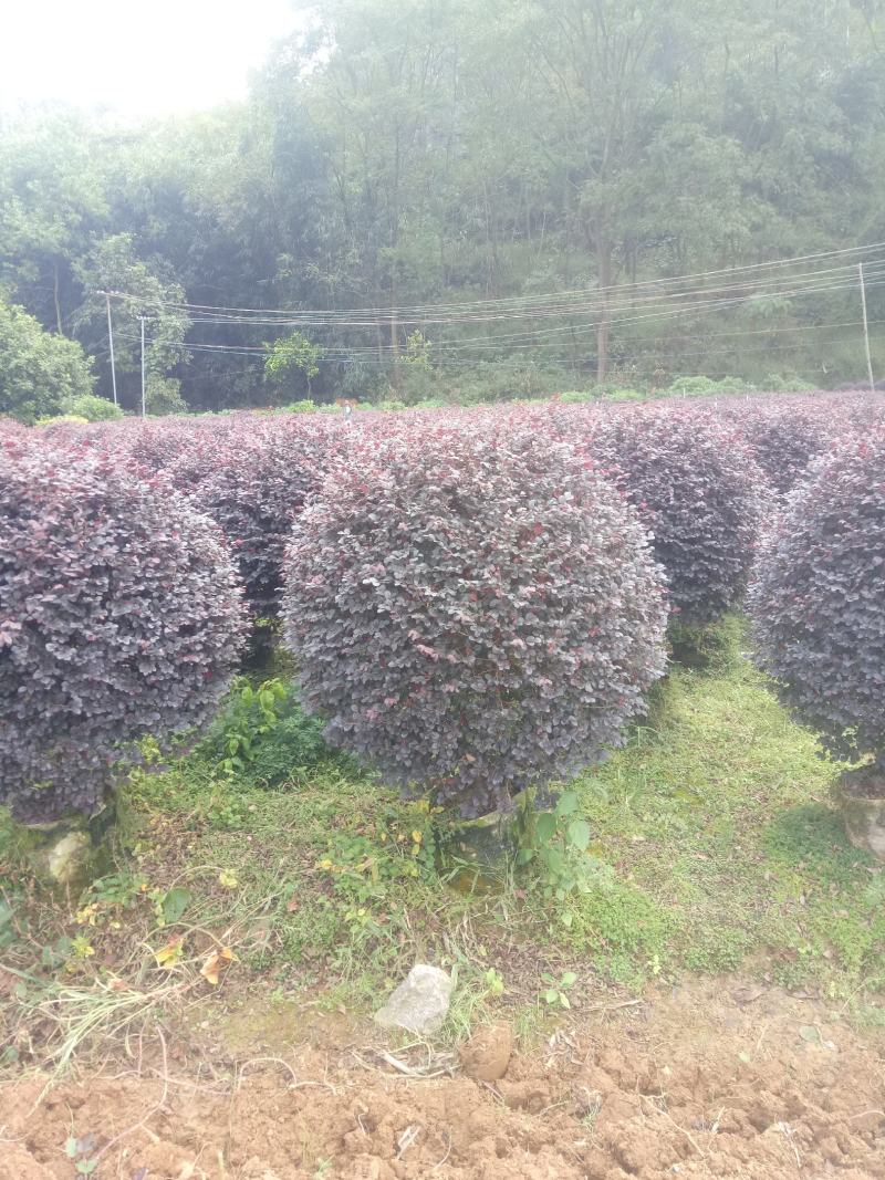 红继木精品球欢迎老板商谈