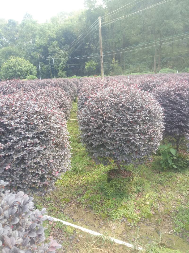 红继木精品球欢迎老板商谈