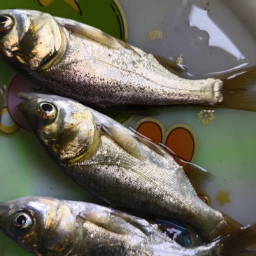 花白鲢魚苗现场直銷大，小规格齐全欢迎新老客戶惠顾