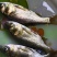 花白鲢魚苗现场直銷大，小规格齐全欢迎新老客戶惠顾
