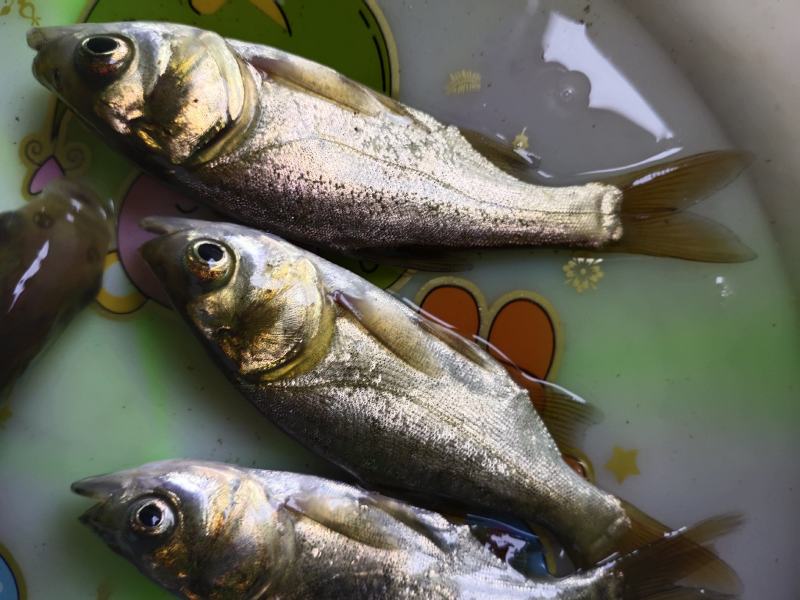花白鲢魚苗现场直銷大，小规格齐全欢迎新老客戶惠顾