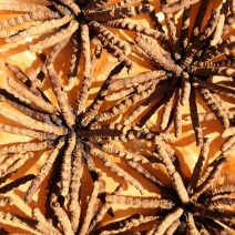 虫草全名为《冬虫夏草》生长在海拔4000米以上的高原上