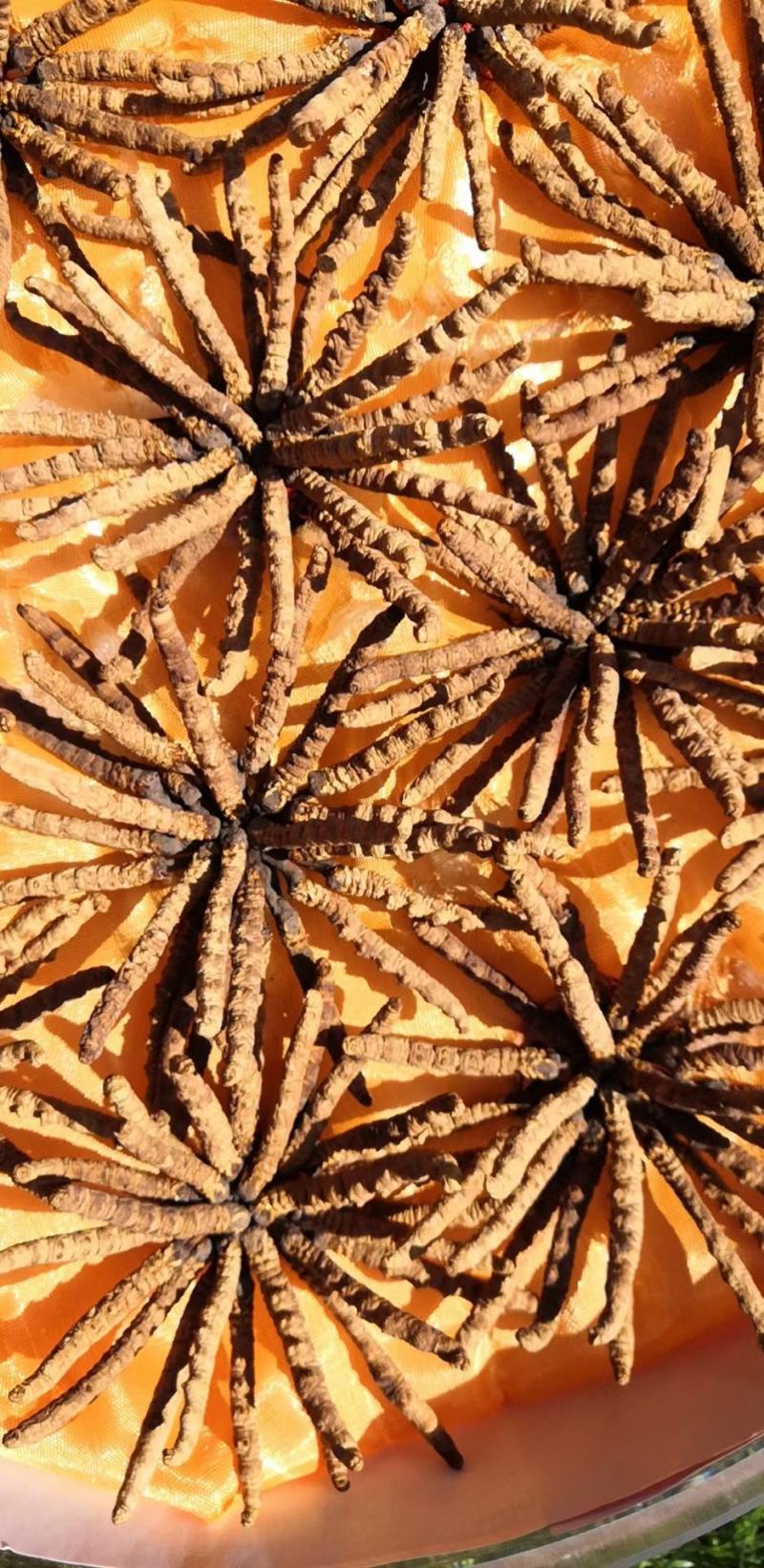 虫草全名为《冬虫夏草》生长在海拔4000米以上的高原上