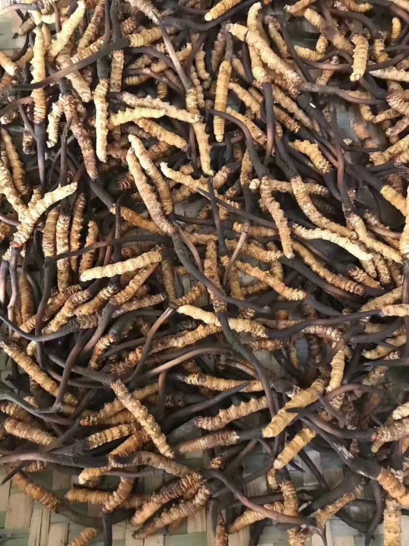 虫草全名为《冬虫夏草》生长在海拔4000米以上的高原上