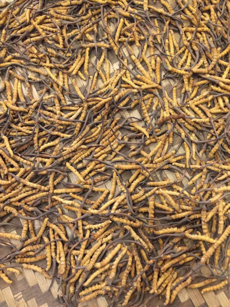 虫草全名为《冬虫夏草》生长在海拔4000米以上的高原上
