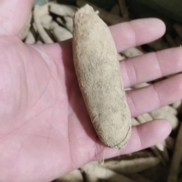 小叶牛大力牛大力鲜货牛大力粉薯，分等级