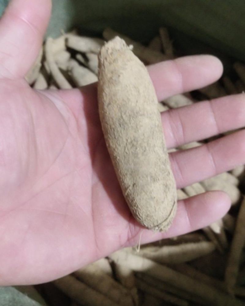 小叶牛大力牛大力鲜货牛大力粉薯，分等级