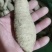 小叶牛大力牛大力鲜货牛大力粉薯，分等级