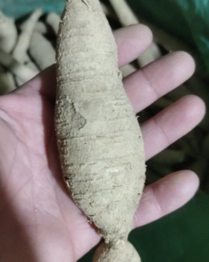 小叶牛大力牛大力鲜货牛大力粉薯，分等级