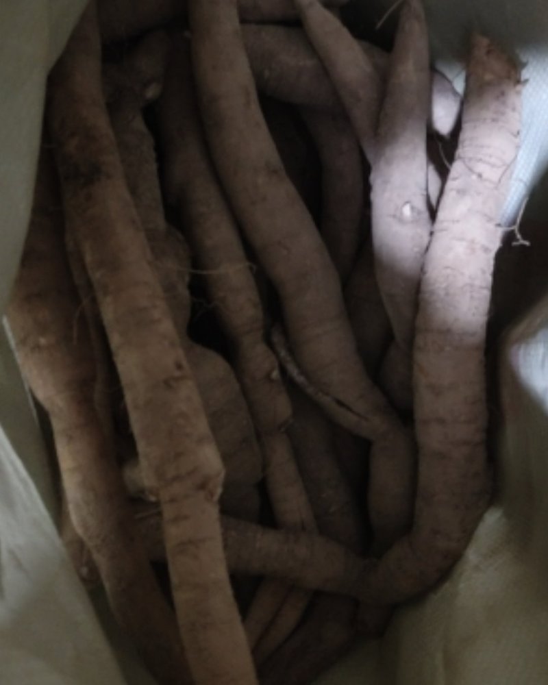小叶牛大力牛大力鲜货牛大力粉薯，分等级