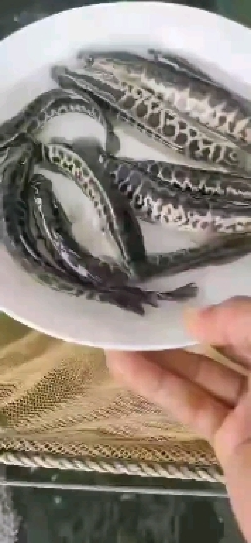 （全国发货）黑鱼苗生鱼苗斑鱼苗（送货上门）