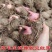 四川芋头产地直发量大从优，欢迎订购！本人从事代办多年