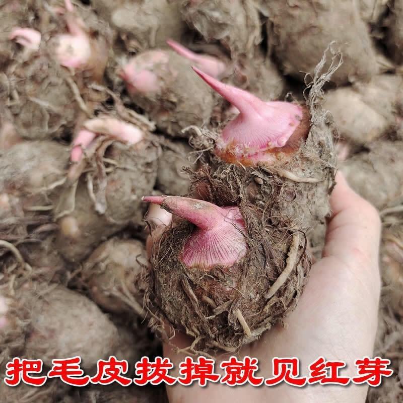 四川芋头产地直发量大从优，欢迎订购！本人从事代办多年