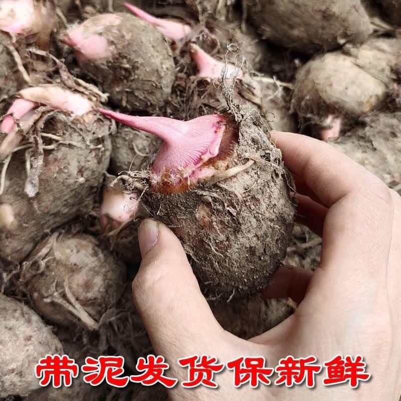 四川芋头产地直发量大从优，欢迎订购！本人从事代办多年
