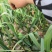 河南杞县早熟蒜薹，2021年新蒜薹