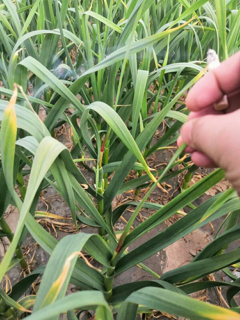 河南杞县早熟蒜薹，2021年新蒜薹