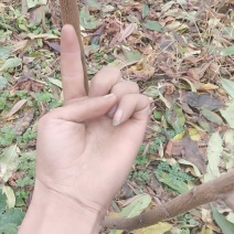 甘肃省天水市秦安县北京七号树苗二年树苗