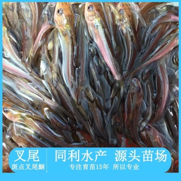 牛商推荐水产种苗淡水鱼苗叉尾鮰鱼苗斑点叉尾鱼苗