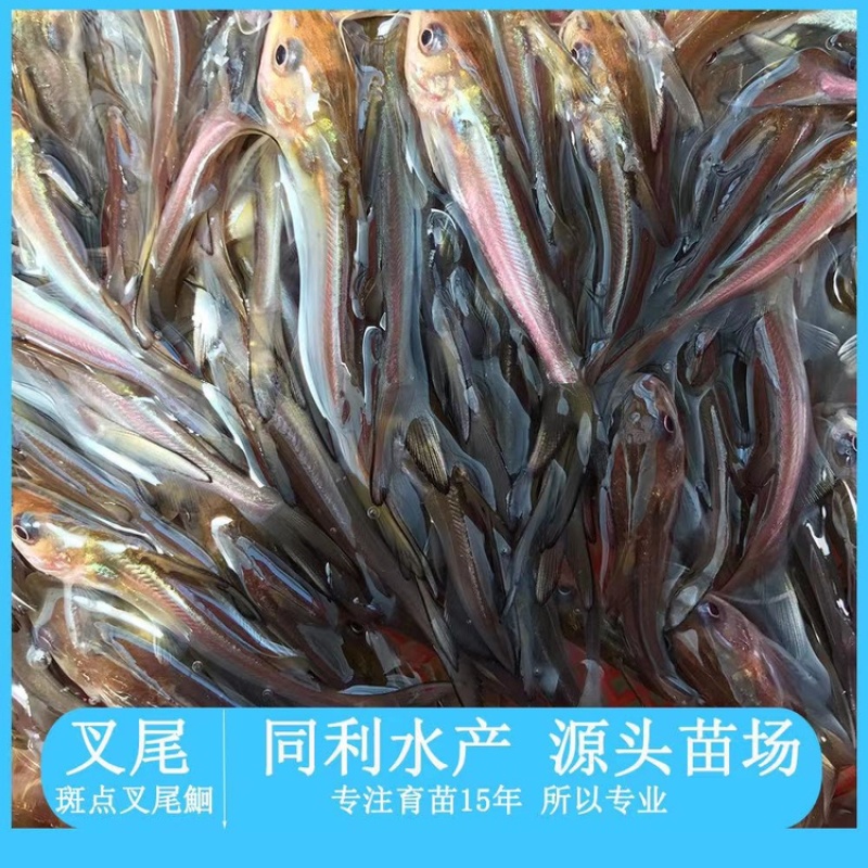 牛商推荐水产种苗淡水鱼苗叉尾鮰鱼苗斑点叉尾鱼苗