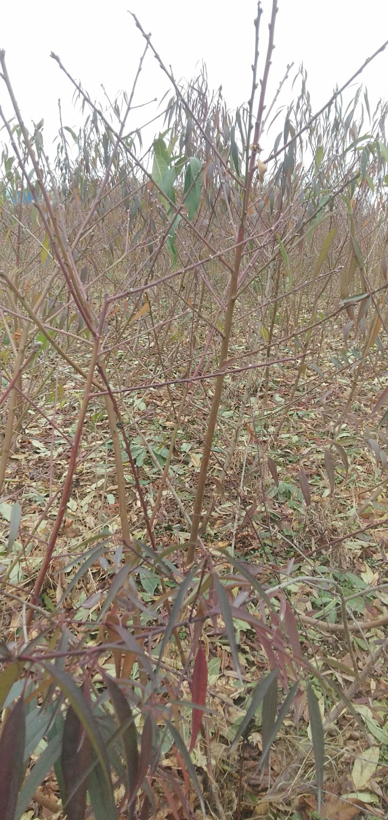 甘肃省天水市秦安县北京七号树苗二年树苗