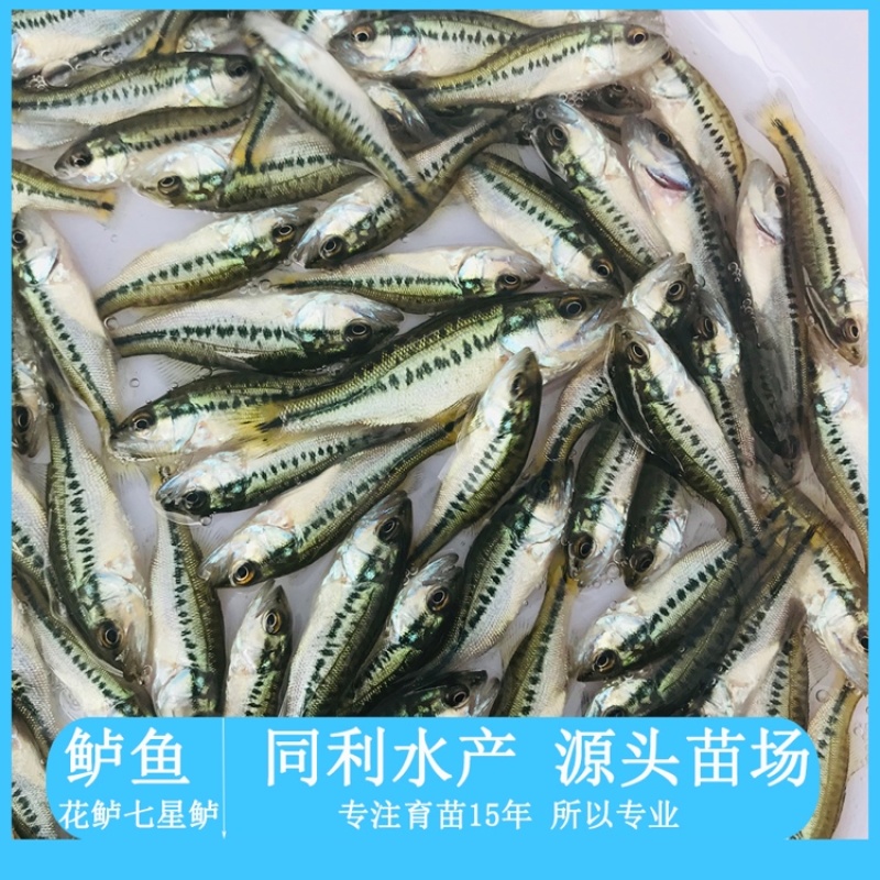 牛商推荐水产种苗淡水鱼苗鲈鱼苗加州鲈鱼苗宝石鲈鱼苗