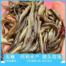 牛商推荐杂交台湾泥鳅苗台湾泥鳅苗淡水种苗