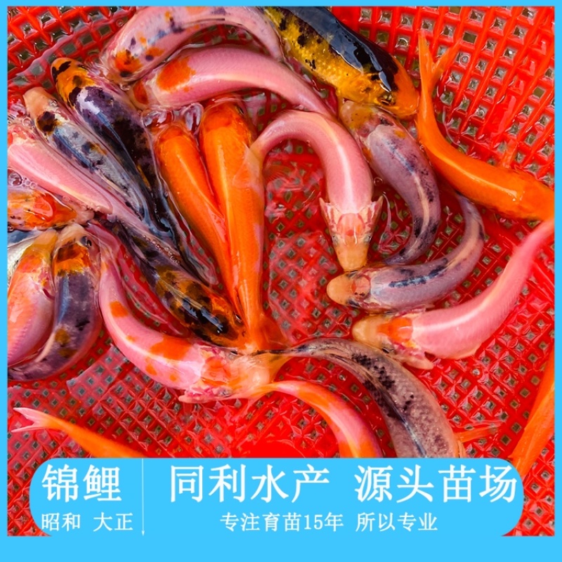 水产种苗淡水鱼苗三色锦鲤鱼苗昭和三色锦鲤苗