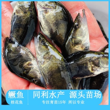 牛商推荐鳜鱼苗桂花鱼苗基地直发路亚鳜鱼苗