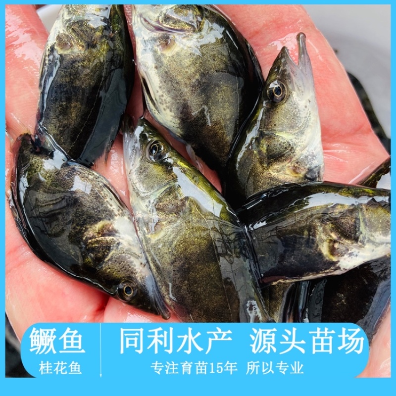 牛商推荐鳜鱼苗桂花鱼苗基地直发路亚鳜鱼苗