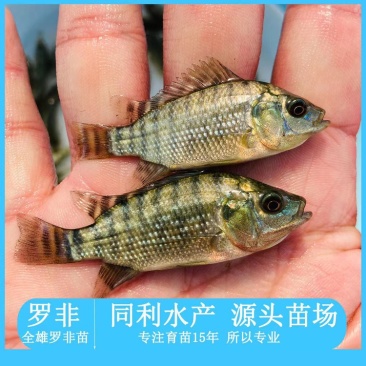 水产种苗淡水鱼苗罗非鱼苗海南一号全雄罗非鱼苗福寿鱼