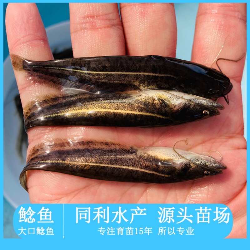 水产种苗淡水鱼苗大口鲶鱼苗六须鲶鱼苗大河鲶叉口鲶