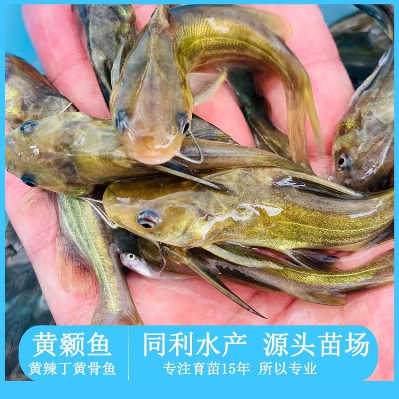 水产种苗淡水鱼苗黄辣丁黄骨鱼苗黄颡鱼苗黄姑子鱼苗