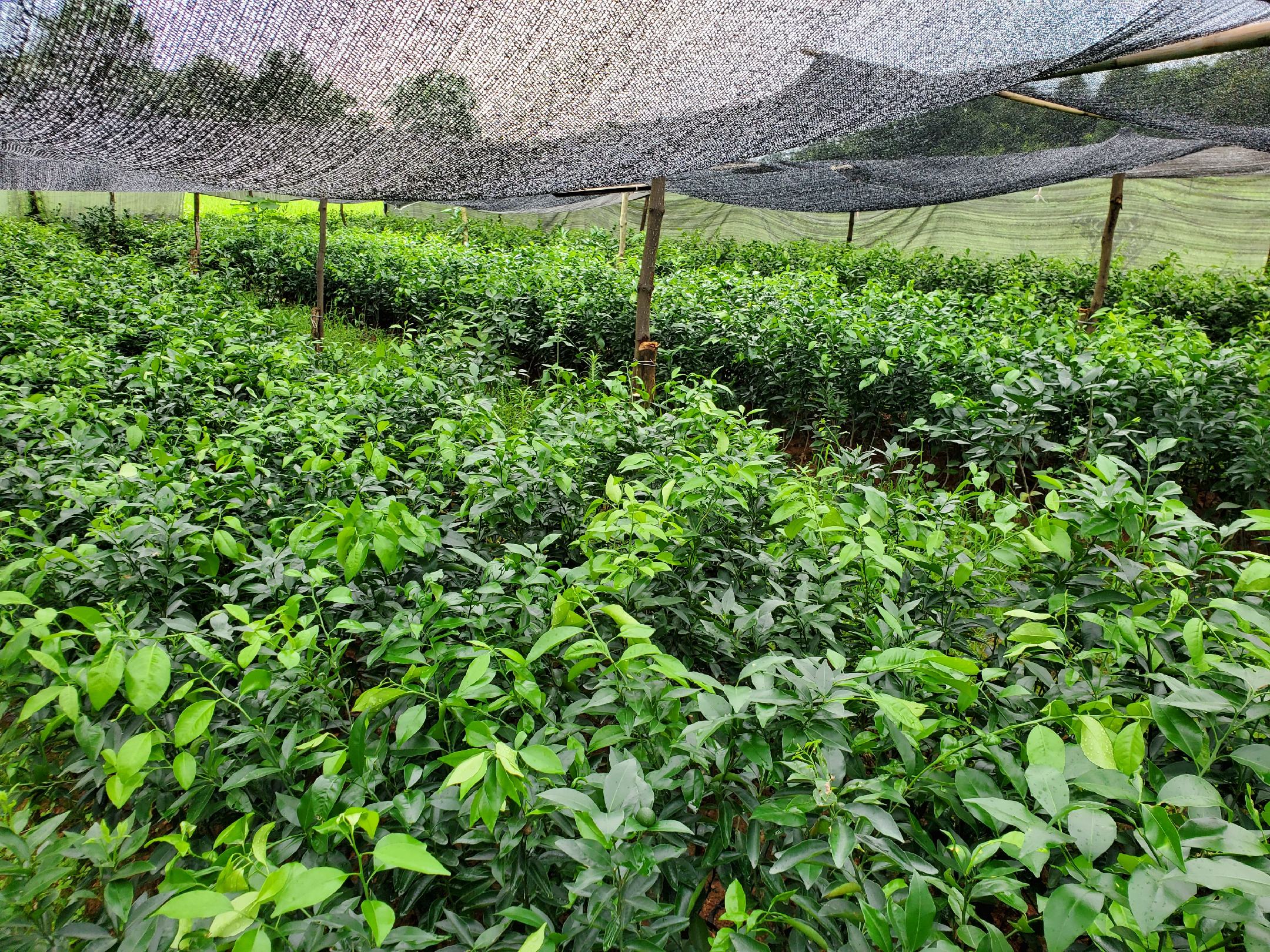 沃柑果园航拍图