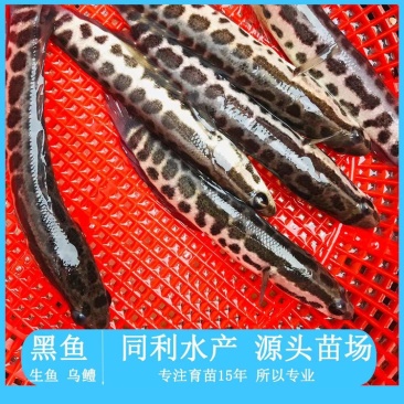 水产种苗淡水鱼苗黑鱼苗生鱼苗雄鱼苗乌鱧鱼苗才鱼苗